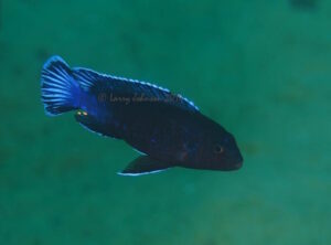Pseudotropheus perileucos 'Ndomo Point'